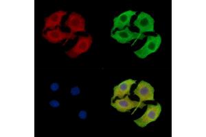 ABIN7097036 and ABIN7101103 staining Hela cells by IF/ICC.