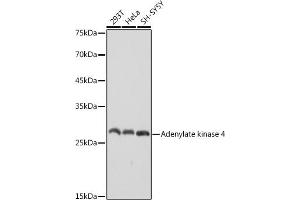 Western blot analysis of extracts of various cell lines, using Adenylate kinase 4 antibody (ABIN7265467) at 1:1000 dilution. (AK4 Antikörper)