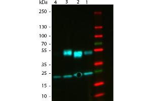 Western Blot of ATTO 488 Rabbit Anti-Mouse IgG (gamma 1, 2a, 2b, 3) secondary antibody. (Kaninchen anti-Maus IgG Antikörper (Atto 488) - Preadsorbed)