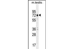 ANKRD5 Antibody (C-term) (ABIN655210 and ABIN2844824) western blot analysis in mouse testis tissue lysates (35 μg/lane). (ANKRD5 Antikörper  (C-Term))