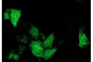 Anti-ARFGAP1 mouse monoclonal antibody (ABIN2454351) immunofluorescent staining of COS7 cells transiently transfected by pCMV6-ENTRY ARFGAP1 (RC206987). (ARFGAP1 Antikörper)
