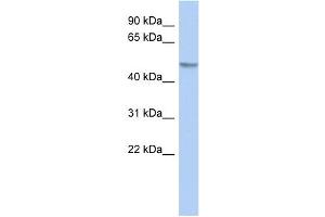 WB Suggested Anti-Gcom1 Antibody Titration: 0.