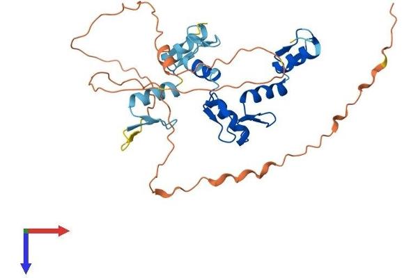 GFI1B Protein (AA 1-330) (His tag)