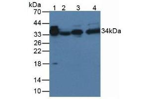Western blot analysis of (1) Rat Serum Tissue, and (2) Rat Spleen Tissue, using Rabbit Anti-Rat aZGP1 Antibody (3 µg/ml) and HRP-conjugated Rabbit Anti-Mouse antibody ( (AZGP1 Antikörper  (AA 18-296))