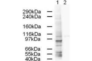 Image no. 1 for anti-Adaptor-Related Protein Complex 1, gamma 1 Subunit (AP1G1) (AA 646-659) antibody (ABIN401169) (gamma 1 Adaptin Antikörper  (AA 646-659))