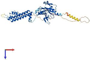 Kir2.2 Protein (AA 1-427) (His tag)