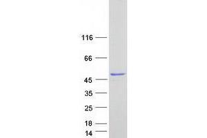 UBFD1 Protein (Myc-DYKDDDDK Tag)