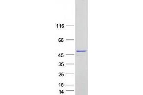 UBFD1 Protein (Myc-DYKDDDDK Tag)