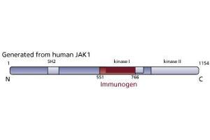 Image no. 1 for anti-Janus Kinase 1 (JAK1) (AA 551-766) antibody (ABIN967842) (JAK1 Antikörper  (AA 551-766))