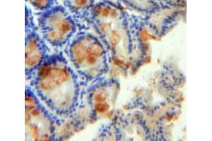IHC-P analysis of Intestine tissue, with DAB staining. (RETNLB Antikörper  (AA 24-105))