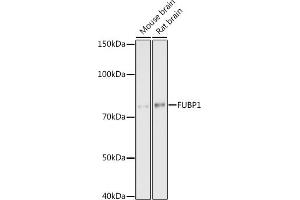 Western blot analysis of extracts of various cell lines, using FUBP1 antibody (ABIN7267128) at 1:1000 dilution. (FUBP1 Antikörper)