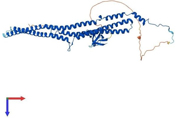 PACSIN1 Protein (AA 1-441) (His tag)