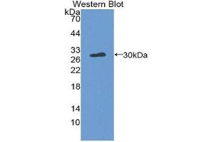 Western Blotting (WB) image for anti-Thrombopoietin (THPO) (AA 24-266) antibody (ABIN3209205) (Thrombopoietin Antikörper  (AA 24-266))