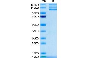 Biotinylated Human ITGAV&ITGB3 on Tris-Bis PAGE under reduced condition. (CD51/CD61 Protein (AA 31-992) (His-Avi Tag,Biotin))