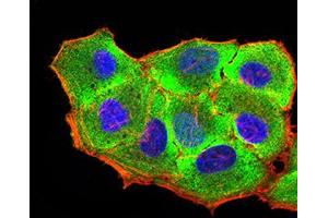 Immunofluorescence (IF) image for anti-Runt-Related Transcription Factor 3 (RUNX3) (AA 294-429) antibody (ABIN5611280)