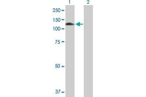 Western Blot analysis of MANBA expression in transfected 293T cell line by MANBA MaxPab polyclonal antibody.