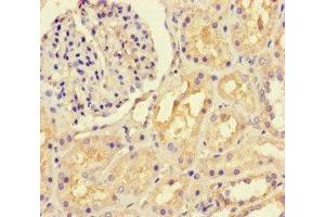 Immunohistochemistry of paraffin-embedded human kidney tissue using ABIN7157938 at dilution of 1:100 (LTBP4 Antikörper  (AA 977-1180))