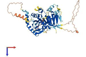 METTL4 Protein (AA 1-472) (His tag)