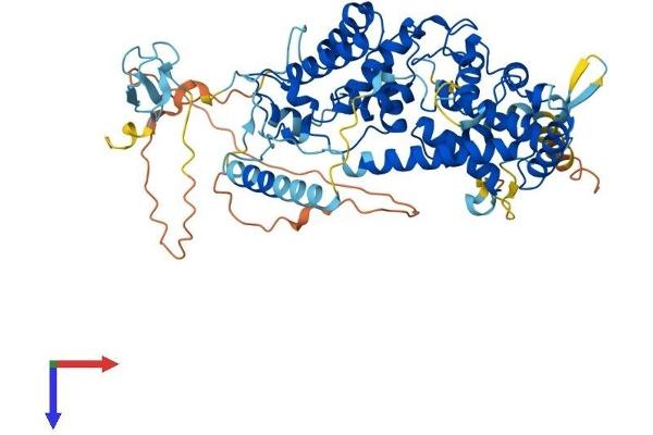TAF1B Protein (AA 1-586) (His tag)