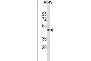 PGLYRP4 Antibody (Center) (ABIN1538167 and ABIN2849982) western blot analysis in A549 cell line lysates (35 μg/lane). (PGLYRP4 Antikörper  (AA 242-268))
