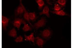 ABIN6272445 staining RAW264. (ZFP36L1 Antikörper  (Internal Region))
