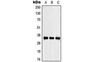 Western blot analysis of SPARC expression in A549 (A), NIH3T3 (B), PC12 (C) whole cell lysates. (SPARC Antikörper  (Center))