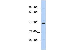 Host: Rabbit Target Name: ZNF551 Sample Type: MCF7 Whole cell lysates Antibody Dilution: 1. (ZNF551 Antikörper  (N-Term))