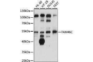 Western blot analysis of extracts of various cell lines, using FC antibody (ABIN7267117) at 1:1000 dilution. (FAM46C Antikörper  (AA 1-110))
