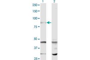 Western Blot analysis of SENP5 expression in transfected 293T cell line by SENP5 monoclonal antibody (M01), clone 3C2. (SENP5 Antikörper  (AA 2-109))