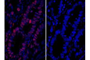 Immunohistochemistry (IHC) image for Donkey anti-Goat IgG (Heavy & Light Chain) antibody (DyLight 594) - Preadsorbed (ABIN7446434)