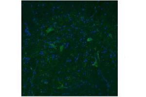 Immunofluorescence: Dilution -- 3ug/mL (TAAR5 Antikörper  (Middle Region))