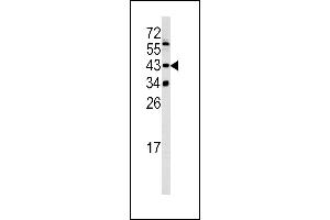Western blot analysis of SETD8 antibody (Center) (ABIN390472 and ABIN2840838) in 293 cell line lysates (35 μg/lane). (SETD8 Antikörper  (AA 220-249))