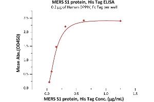 Immobilized Human DPPIV, Fc Tag (ABIN2180984,ABIN2180983) at 2 μg/mL (100 μL/well) can bind MERS S1 protein, His Tag (ABIN6973154) with a linear range of 0.