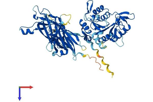 CPNE9 Protein (AA 1-553) (His tag)