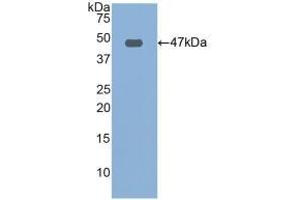 Detection of Recombinant FBN1, Human using Polyclonal Antibody to Fibrillin 1 (FBN1) (Fibrillin 1 Antikörper  (AA 246-389))