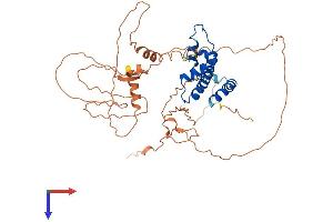 NFYC Protein (AA 1-458) (His tag)