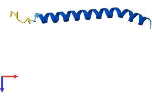 Translocase of Outer Mitochondrial Membrane 5 Homolog (TOMM5) (AA 1-51) protein (Fc Tag)