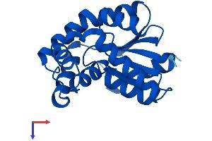 Cytidine Monophosphate (UMP-CMP) Kinase 1, Cytosolic (CMPK1) (AA 1-196) protein (His tag)