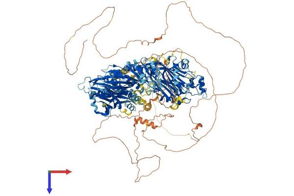 Synaptojanin 2 Protein (SYNJ2) (AA 1-1434) (His tag)