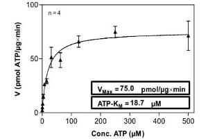 Image no. 1 for Cyclin-Dependent Kinase 4 (CDK4) (AA 4-303) (Active) protein (His tag) (ABIN5570012)
