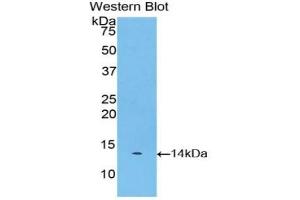 Detection of Recombinant Myostatin, Bovine using Polyclonal Antibody to Myostatin (MSTN) (MSTN Antikörper  (AA 267-375))