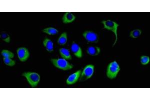 Immunofluorescent analysis of A549 cells using ABIN7166525 at dilution of 1:100 and Alexa Fluor 488-congugated AffiniPure Goat Anti-Rabbit IgG(H+L) (PCDHB16 Antikörper  (AA 215-485))