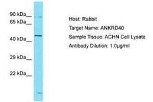 Image no. 1 for anti-Ankyrin Repeat Domain 40 (ANKRD40) (AA 195-244) antibody (ABIN6750726) (ANKRD40 Antikörper  (AA 195-244))