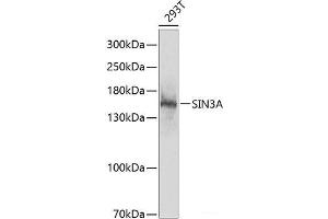 Western blot analysis of extracts of 293T cells using SIN3A Polyclonal Antibody at dilution of 1:1000. (SIN3A Antikörper)