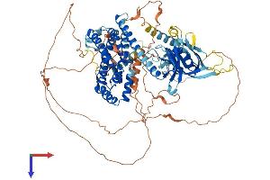 ARHGEF19 Protein (AA 1-802) (His tag)