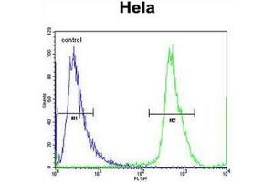 Flow cytometric analysis of Hela cells using NUP35 Antibody (C-term) Cat.