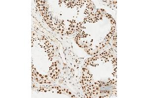 C staining HS in human testis tissue sections by Immunohistochemistry (IHC-P - paraformaldehyde-fixed, paraffin-embedded sections). (HSPA7 Antikörper  (AA 169-196))