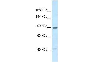 Western Blotting (WB) image for anti-Unc-45 Homolog B (UNC45B) (C-Term) antibody (ABIN2789106) (UNC45B Antikörper  (C-Term))