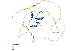 MEF2B Protein (AA 1-365) (His tag)