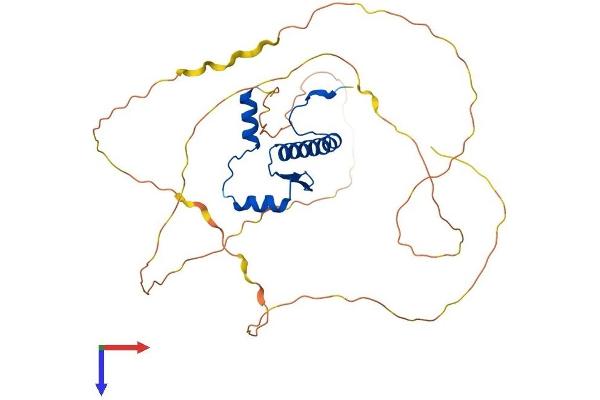 MEF2B Protein (AA 1-365) (His tag)